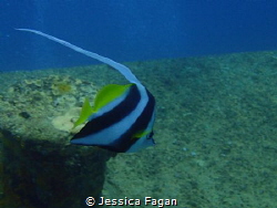 Masked banner fish swimming along. by Jessica Fagan 
